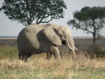 elephants in Tarangire