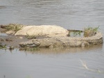 crocodile in Mara river
