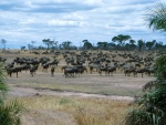 wildebeest