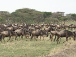 wildebeest