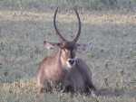 waterbuck in Tarangire