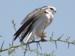 pigmy falcon / fauconet d'Afrique, Seronera