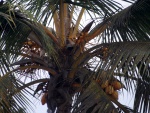 coconut palm