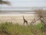 giraffe Lake Manyara