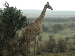 giraffe on the rain