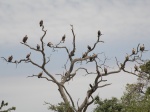 vultures tree / arbre à vautours