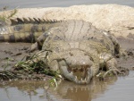 crocodile, Mara river