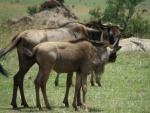 wildebeests / gnous, Lobo