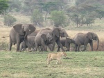 elephants vs lion