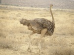 female ostrich / autruche femelle