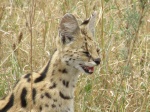serval, Lobo area