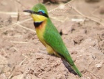 Bee Eater