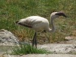 flamingo/ flamant, Lake Manyara