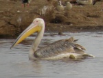 pelican, Lake Manyara