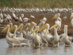 pelicans, Lake Manyara
