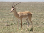 Grant's gazelle, Ndutu
