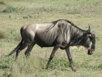 wildebeest / gnou, Ndutu