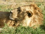 lion, Ndutu 