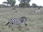 zebras, Ndutu