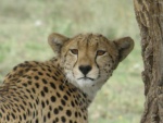 cheetah in Serengeti National Park
