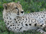 cheetah / guépard, Ndutu