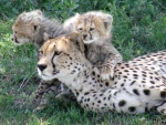 cheetah family / famille guépard, Ndutu