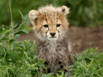 cheetah Mtoto / bébé guépard, Ndutu