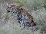 leopard, Ndutu