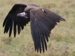 vulture , Seronera