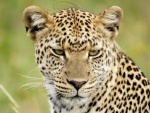 leopard , Seronera