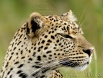 leopard , Seronera