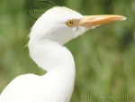 egret , Seronera