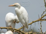 egrets Serengeti