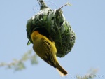 weaver nest