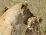 Lion and cubs in Serengeti National Park