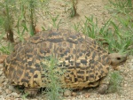 leopard tortoise / tortue léopard , Seronera