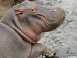 hippopotamus , Retima hippo pool