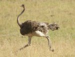ostrich female , Lobo