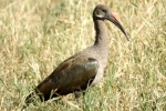 ibis / Tarangire