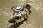 zebras, Tarangire