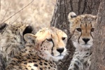cheetahs / guépards, Ndutu