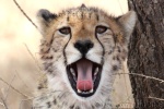 cheetah / guépard , Ndutu