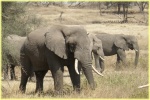 elephants, Ndutu