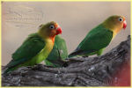 love bird , Seronera