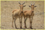 Hartebeest / bubale , Serengeti