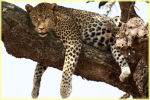 leopard, Serengeti