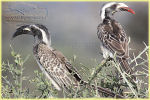 grey hornbill , Serengeti