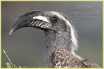 Grey Hornbill / calao