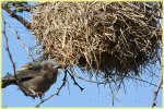 weaver nest