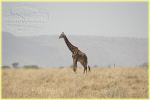 giraffe, Seronera